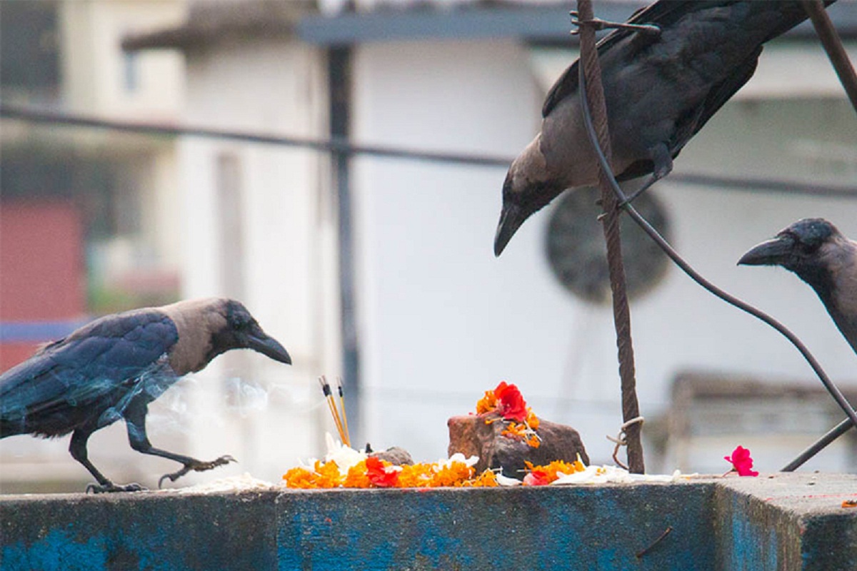 यमपञ्चक सुरु, आज काग तिहार